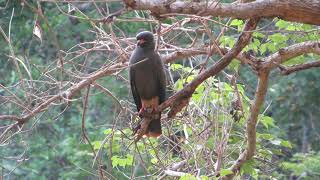 Pantanal  Brazil Birds and Wildlife [upl. by Zendah]