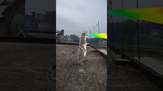 Billi Bole Meow Meow Cat Dance shorts viralvideo [upl. by Aidaas795]