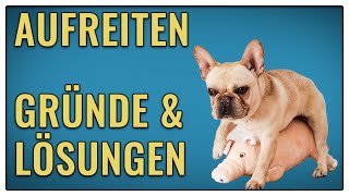 5 mögliche Gründe warum dein Hund aufreitet  TGH 368 [upl. by Anadal]