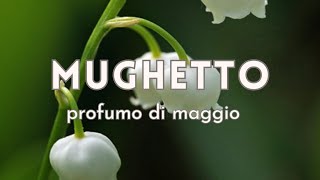 Mughetto profumo di Maggio [upl. by Callista]