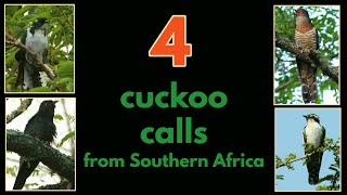 4 CUCKOO CALLS from Southern Africa [upl. by Ariamat]