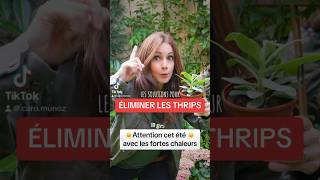 ÉLIMINER LES THRIPS monstera solution [upl. by Cristine]