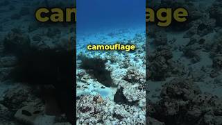 Triggerfish VS Octopus 😨 [upl. by Haisi]