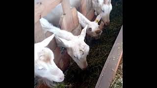 Cabras lecheras consumiendo henilaje de alfalfa [upl. by Bernice]