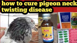 How To Cure Pigeon Neck Twisting Disease In Kannada  How To Cure Pigeon Neck Twisting Disease [upl. by Payton]