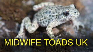 Midwife Toad Alytes obstetricans  European Herptiles [upl. by Adnaram]