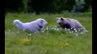 Great Pyrenees dogs vs brown bear French Pyrenees [upl. by Kristi]