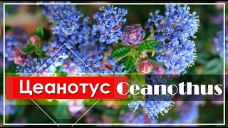 Цеанотус  Ceanothus  Цветущий кустарник с СИНИМИ Цветами  ЭНЦИКЛОПЕДИЯ Растений [upl. by Nylidam]