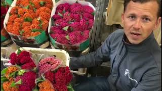 Celosia amp Hydrangea  Hilverda De Boer [upl. by Farland160]