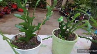 Fishbone Cactus पौधा मर रहा थान केवल इसे बचाया बल्कि इससे अधिक पौधे बनाए [upl. by Flessel]