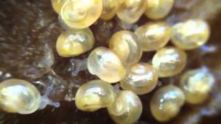 Newly hatched baby snails [upl. by Teerprah]