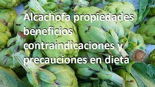 Alcachofa propiedades beneficios contraindicaciones y precauciones en dieta [upl. by Wilma660]