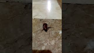 cockroach dancing spinningasmryoutubeshortstrending [upl. by Sewel822]