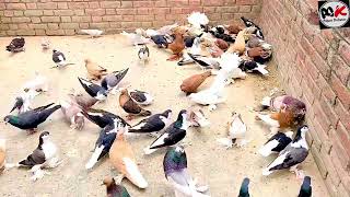 All Fancy Pigeons For Sale Top Quality Lahore Shirazi Madrasi Satin Lotan Humor Lakha Pouter [upl. by Geis906]