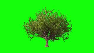 Tree growing green screen video  tree growing Animation [upl. by Singleton]