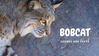 Bobcat sounds like a banshee 10 facts about bobcat [upl. by Eanehs]