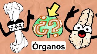 Órganos del Sistema Inmunológico  Médula Ósea Timo Linfonodos [upl. by Newra279]