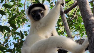 Lemur male waits his turn [upl. by Nannerb]