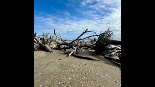 Edisto Islands BEST Kept Secret is Driftwood Beach [upl. by Einafit]