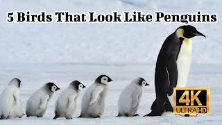 5 Birds That Look Like Penguins 4K [upl. by Yorgo]