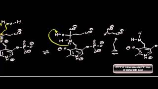 Biochemistry  Transaminase Mechanism Pyruvate Conversion to LAlanine [upl. by Sink]