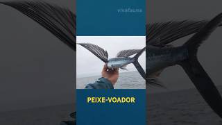 Você já viu um peixe que voa 🐟✈️ curiosidades animais peixes [upl. by Ynehpets]