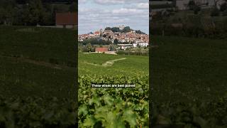 Sancerre wine education hospitality courses restaurant winetime wineeducation fyi learn [upl. by Gimble]