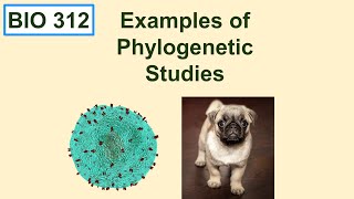 Examples of phylogenetic studies [upl. by Leonie]