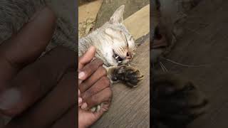 😺little bite ❤cat viral shorts cute catlover [upl. by Nnasus438]