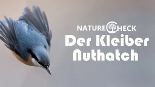 Der Kleiber  The Nuthatch [upl. by Pooley]