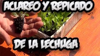 Cultivo De La Lechuga  Aclareo Y Repicado  La Huertina De Toni [upl. by Adamis950]