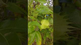 Gossypium arboreum [upl. by Anifur]