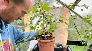 Pruning my Field Maple  3yr Seedling pre Bonsai training [upl. by Cozmo805]