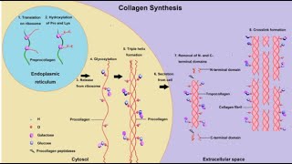 2020 4 connective tissue collagen synthesis melanophore GAGs [upl. by Abekam]