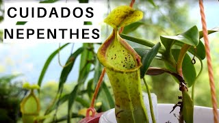 Hablemos de Nepenthes  Cuidados de Nepenthes  Carnivorous Land [upl. by Jezebel]