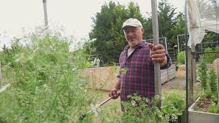 Assessing The Moisture In My Raised Garden Beds [upl. by Annahsal]