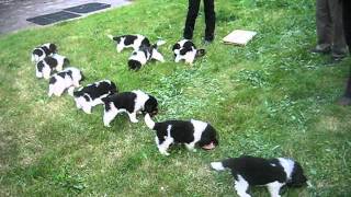 Newfoundland puppies feeding frenzy  5 weeks [upl. by Ahola]