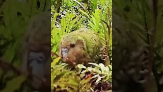 Kakapo rare and unique parrot 🦜 science facts [upl. by Cilla]