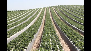 How Strawberries Are Grown in California [upl. by Joana]