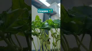 Cowpea plant germination 🌱 gardenseeds gardenning plants [upl. by Mead302]