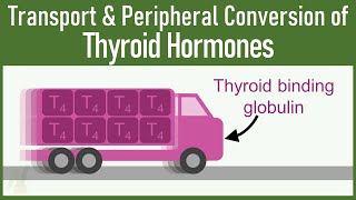 SECRETS of Transport and Peripheral Conversion of Thyroid Hormones THAT VERY FEW KNOWS [upl. by Shanley]