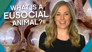 What Is A Eusocial Animal  BBC Earth Explore [upl. by Necyla465]