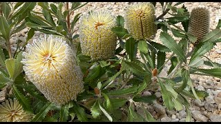 The making of the Banksia Garden  Australian National Botanic Gardens [upl. by Hnil]