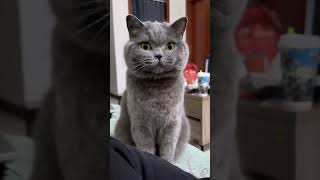 Today we are going to watch the funny events of cats Have a good time cats catvideos [upl. by Mccallum]