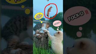 Funny and tense moments  Between Cat and puppy fighting for food Shorts cute puppy dog [upl. by Eniamahs]