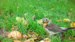 Fieldfares 6th November [upl. by Colbye]