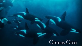 Orcinus Orca [upl. by Airotnes389]