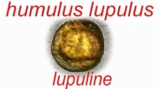 Humulus lupulus  lupuline [upl. by Nawed762]