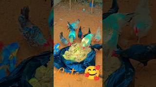 How to Chicken Rooster Partridge Duck Gooses Guinea fowl chicken funny cute youtubeshorts [upl. by Ylsel]