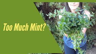 MINT simple delicious mint recipes [upl. by Ail]